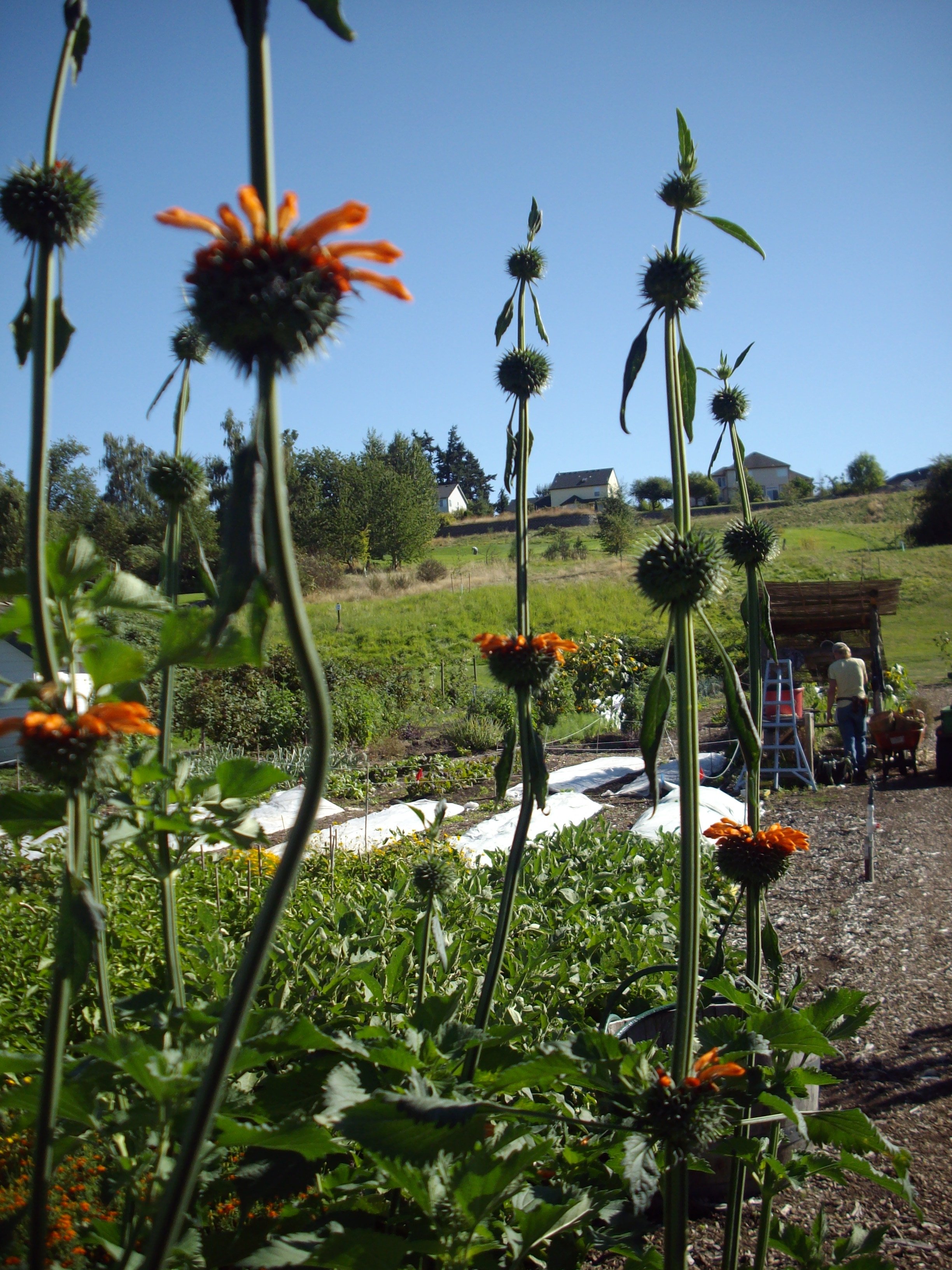 Gardens preview